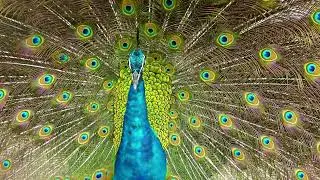 Awakening and Transformation Guided Meditation ~ Peacock Spirit ~ Journey Within ~