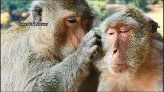 Good relationship male monkey and old female Sumara, Update Carbzilla Krabby 100% in troop