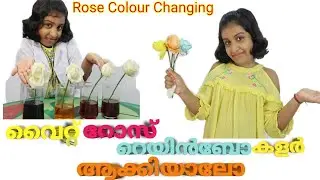 Kids Fun Experiment: How to Change White Rose To Rainbow Roses #Rosecolorchange#Whiterose#experiment