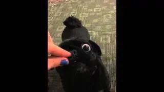 Black Pug Eats Craisins