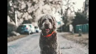 Dog Shaking Collar Jingling Sound Effect