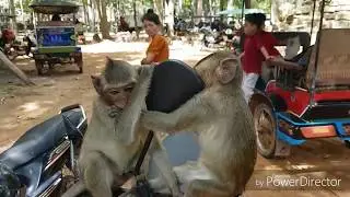 Monkey of Angkor Wildlfe,rest in the peace,cute monkey,baby monkey,amazing  monkey,wildlfe monkey,