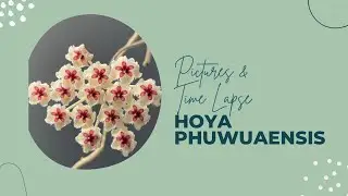 Hoya phuwuaensis pictures with time lapse