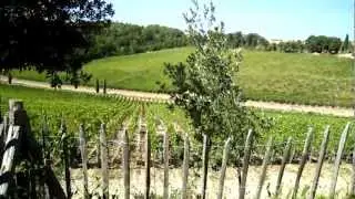 Wine Tour in Tuscany: Vineyards and winery at Caiarossa in Maremma