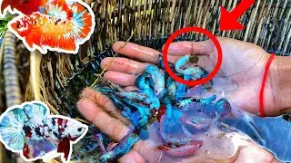 Amazing Man Catch And Found A Lot Great Betta Fish From Rice Field With Traditional Tool By Hand