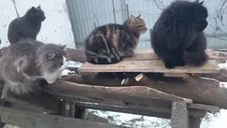 Коты спрятались к людям в -25, снегопад и ураганный ветер!