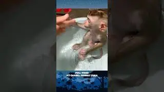 Monkey Puka has pooped, he looks for Mom to change his diaper, P7 #monkey #babymonkey #smartmonkey