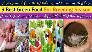 😱Java Sparrow Breeding Formula | Birds Green Food Breeding Formula | 3 Best Green Food For Birds