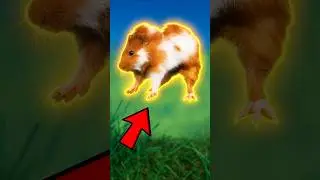 Why Do Guinea Pigs Popcorn Jump? 😨 #pets #shorts #animals #youtubeshorts