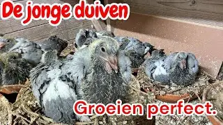 The young pigeons are growing perfectly! | Breeding season | Racing pigeons | 🕊️