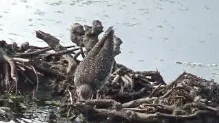 3 SANDPIPER SPECIES at a New York Audubon Sanctuary
