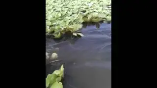 Planta aqu&aacute;tica