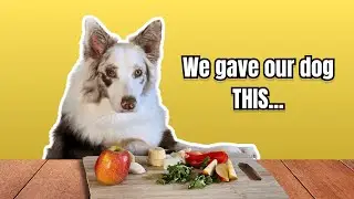 Dog Tries Human Foods For The First Time! (Funny reactions)