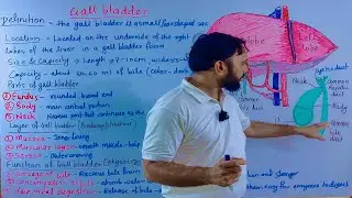 Gallbladder |gallbladder anatomy | gallbladder structure and function |gallbladder explain in Hindi 