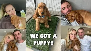 WE GOT A PUPPY | Cocker Spaniel | Taking our new puppy home