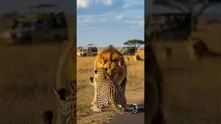 Can the leopard escape the lions jaws? Watch the thrilling chase unfold #wildlife #nature #predators