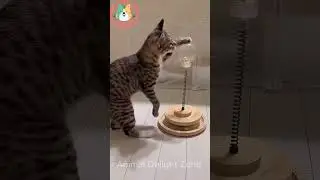 Epic Pet Fails: Funny Cats Compilation 2024! 😂#AnimalMoment#Animaldelightzone#short #funnyanimals