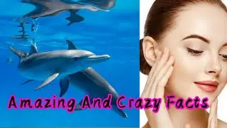 Crazy And Amazing Facts 🤭🌍 Facts In Hindi || BDR gk facts || #shorts
