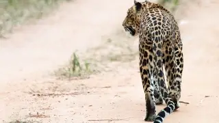 Leopard Walk at Yala National Park