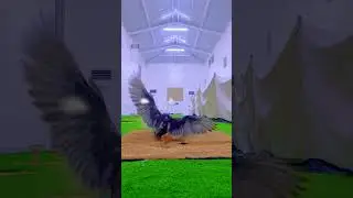 hunting Falcon Dubai #dubai #falcon #animaldisease