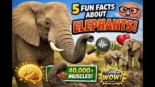 5 Elephant Abilities That Are Absolutely Mind-Blowing