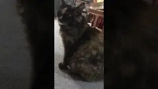 #cats #bestvlog #catvlogs #funny #kalo #kitten #love #petlover #persioncat#zoro