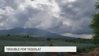 Tequila troubles? How climate change affects the agave plant | Wandering Weatherman