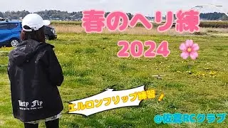 【K110S/ラジコンヘリ】春のヘリ練2024〜エルロンフリップ練習@佐倉RCクラブさん〜【Helicopter/ラジヘリ女子】