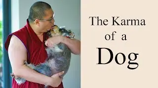 The Karma of a Dog (with subtitles)