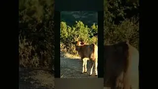 Natura🌲🌞Una Distesa di Tranquillit&agrave; ove il Tempo non fugge ma Straordinariamente diventa Tuo Amico❤️