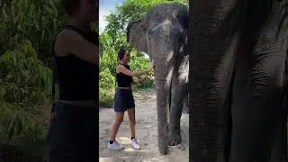 Meeting captive elephants because you can't meet the wild one 🐘😄&hearts;️ #elephant #kef #chimean