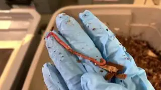 Red, Blue, And You Know Who.