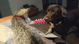 Chocolate Lab Timber attempting to play with the new Kitty!!