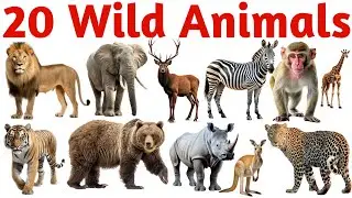 बच्चों के लिए जंगली जानवरों की पहचान | Learn 20 Wild Animals Names in English Easily