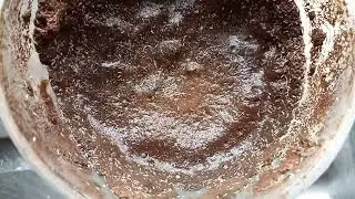 Springtail culture raised on soft clay