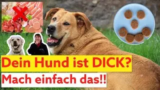 Diätplan für HundeI Hund richtig ernähren ! Hund zu dick I Ernährungsplan für Hunde