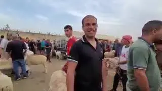 شاهد: أسعار المواشي اليوم بسوق الأربعاء في البليدة