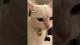 5 Reasons Why Cats Bite Their Owners