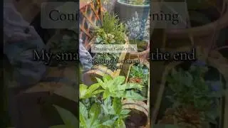 Everything I grow in containers in my small garden. #gardening #kitchengarden #containergardening