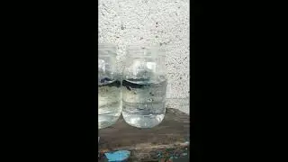 ERRORES QUÉ NO PUEDES COMETER EN LOS BETTAS ☝️👀