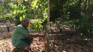 ENXERTIA CCN51 - FAZENDA CONCEI&Ccedil;&Atilde;O - SANTA LUZIA, BAHIA 4K