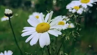 Wildflower - Billie Eilish (Cover)