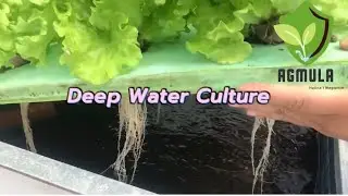 Deep Water Culture
