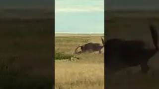 Impressive Ambush asLioness Leaps FromBushes toTackle Wildebeest  #animals #wildlife #predatorvsprey
