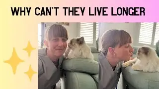 Big 3 feline diseases | signs your cat might be affected | update on Maisy 💔| grief processing 