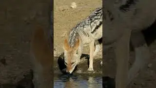 Thirsty jackal in Africa #jackal #shorts