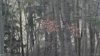Bow Whitetail Deer hunting buffalo county wisconsin.  12 pt buck filmed with Tactacam.