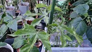 Growing Babaco Papaya for the First Time | Cold-Tolerant Tropical Fruit in a Pot!
