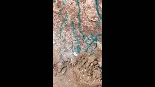 Exposing clay till fracture with macropores colored by brilliant blue