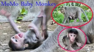 Baby Monkey MoMo Look So Cute All Style Even Crying For Milk From Her Mom Malika